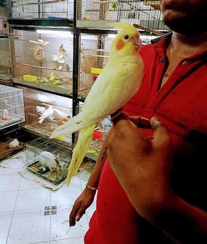 Arav Pet shop | Persian kittens | Guinea pig | Hamster | Rabbits | Hand tame birds