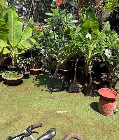 Bliss Garden Nursery