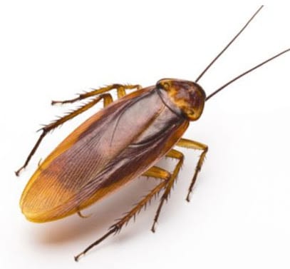 Maxwell Pest Control Pune