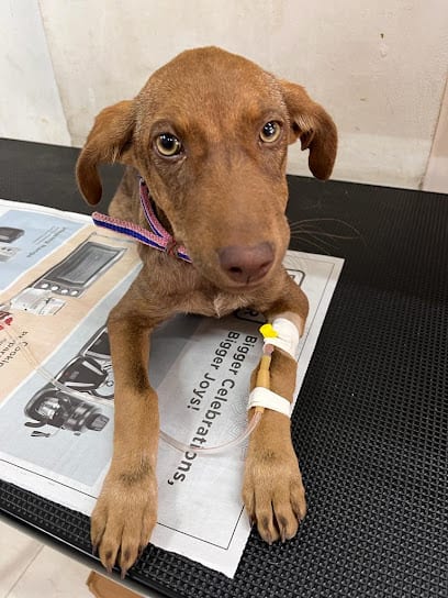 Purple Paws Pet Clinic