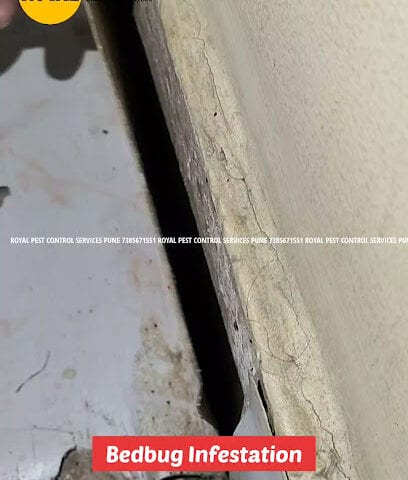 Royal Pest Control Pune